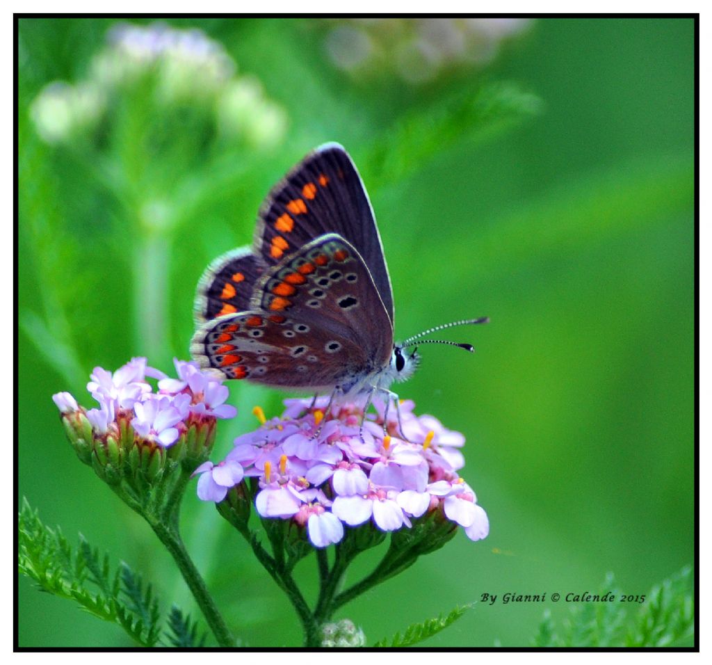 Plebejus argus Femmina? No, Aricia agestis